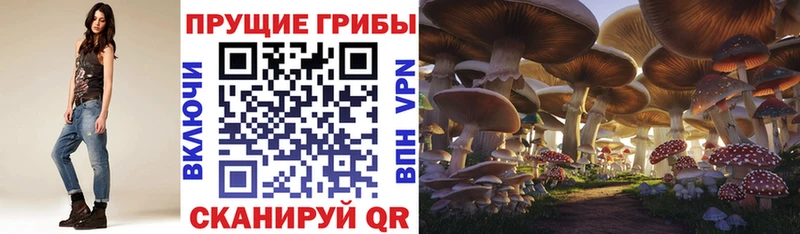 Купить где  Челябинск  Псилоцибиновые грибы GOLDEN TEACHER 